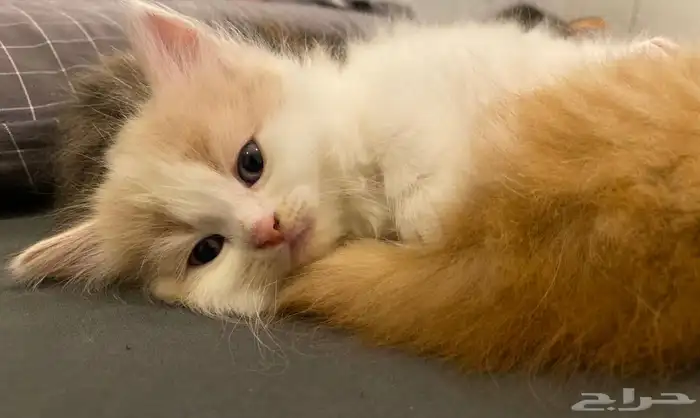 3قطط للبيع 6