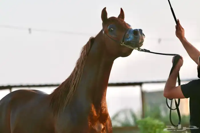 فرس فاخرة لقاح ع بطل 0