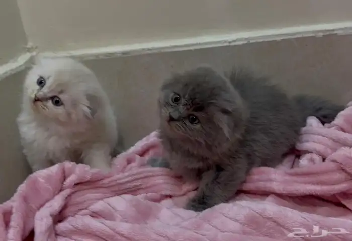 سكوتش هجين شيرازي قطط صغيرة عمرها شهر للبيع 5