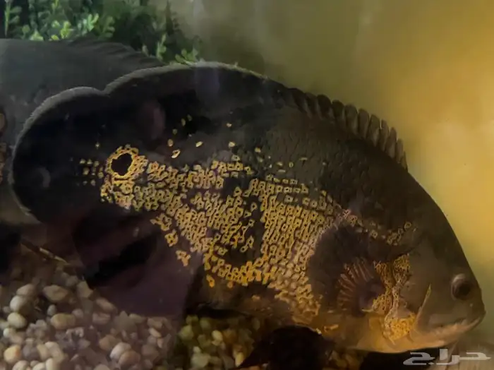 سمكة أوسكار تايجر 0