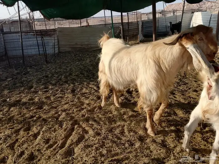 تيوس فحول صنف 0