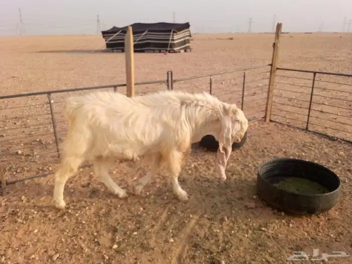 تيس هولندي 5