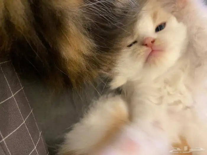 3قطط للبيع 4