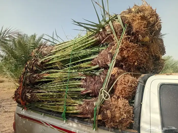 نخل مثمر طالع من القصيم للجنوب خلاص برحي سكري صقعي مجدول 4