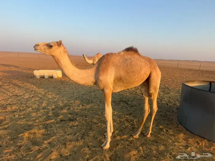 بكرة مفرودة باقي المعلومات على الوتساب 1