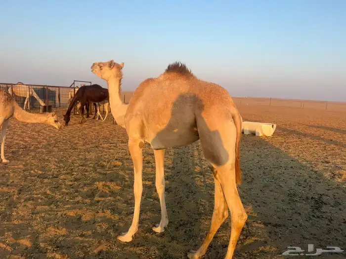 بكرة مفرودة باقي المعلومات على الوتساب 0