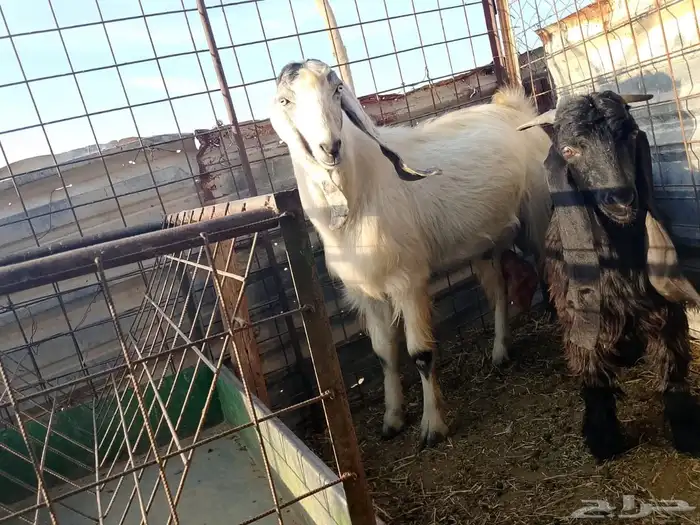 تيوس فحول صنف 2