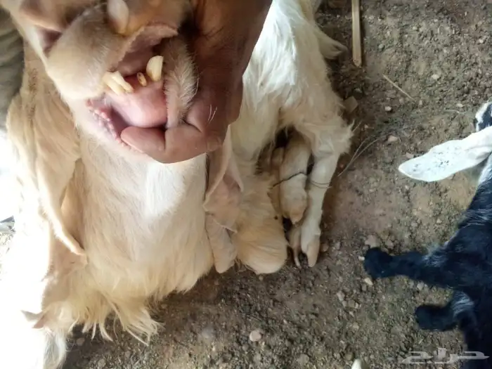 تيس هولندي 2