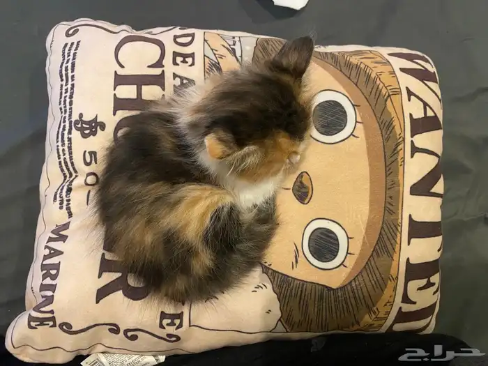 3قطط للبيع 7