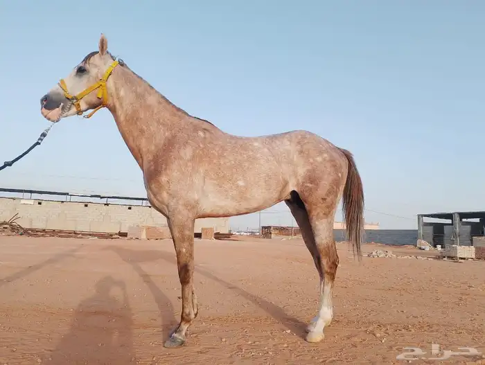 حصان صرعة عربي اصيل ابن مستند الخالدية 26