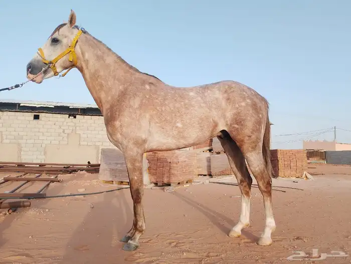 حصان صرعة عربي اصيل ابن مستند الخالدية 27