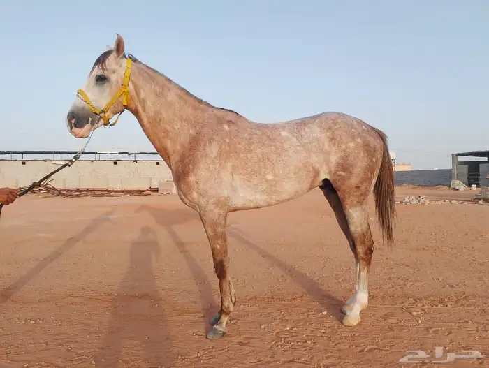 حصان صرعة عربي اصيل ابن مستند الخالدية 25