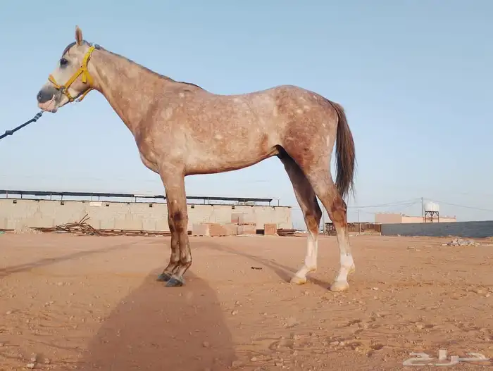 حصان صرعة عربي اصيل ابن مستند الخالدية 28