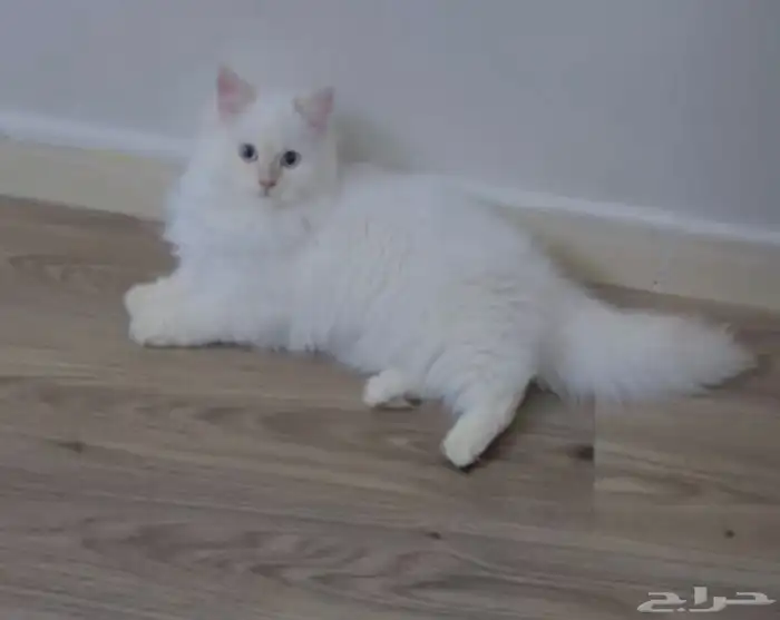 قط شيرازي هيمالايا للتزاوج مجانا 0