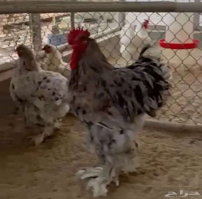 صيصان دجاج زينة 7