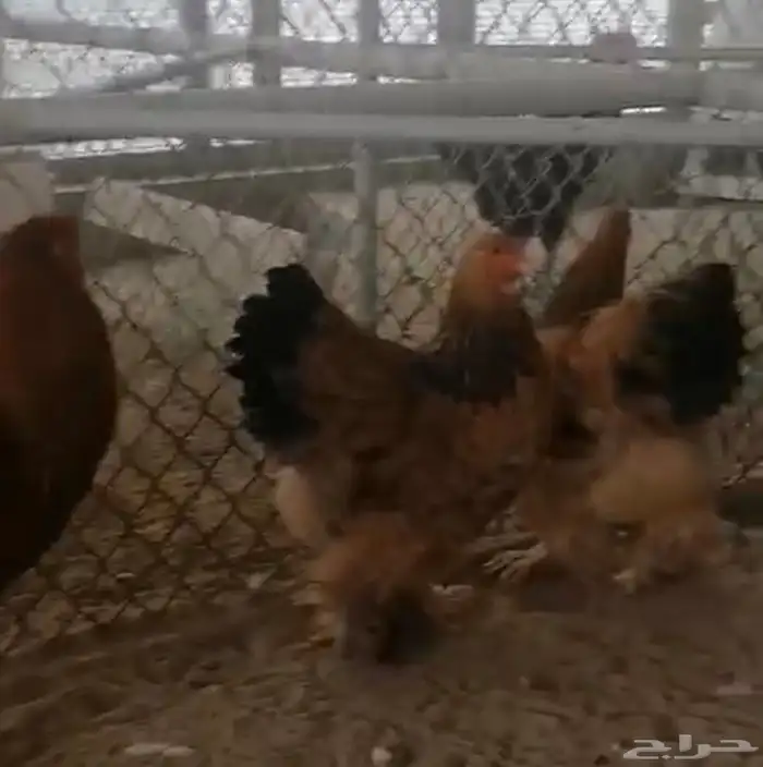 صيصان دجاج زينة 10