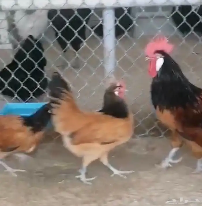 صيصان دجاج زينة 3