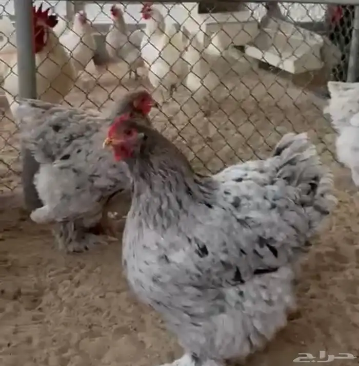 صيصان دجاج زينة 8