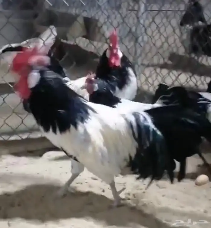 صيصان دجاج زينة 1