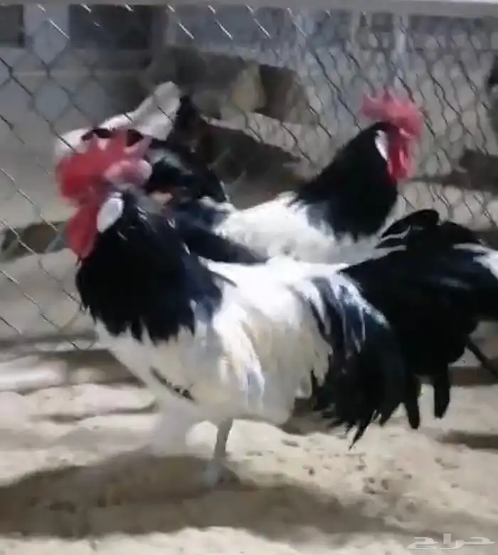 صيصان دجاج زينة 0