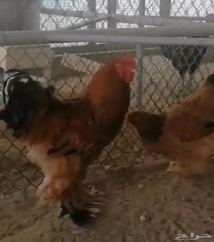 صيصان دجاج زينة 9