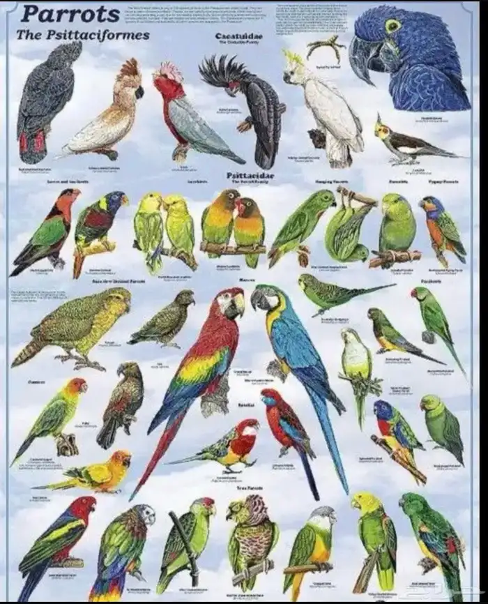 تبني الطيور 0