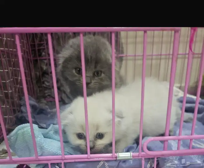 سكوتش هجين شيرازي قطط صغيرة عمرها شهر للبيع 2