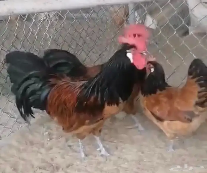 صيصان دجاج زينة 2