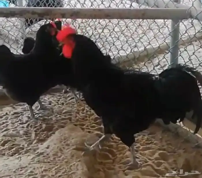 صيصان دجاج زينة 5