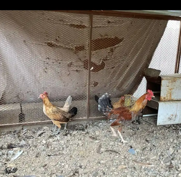 سلام اعرض لكم دجاج عربي 2