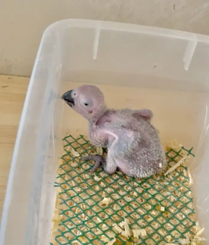 فرخ كاسسكو 0