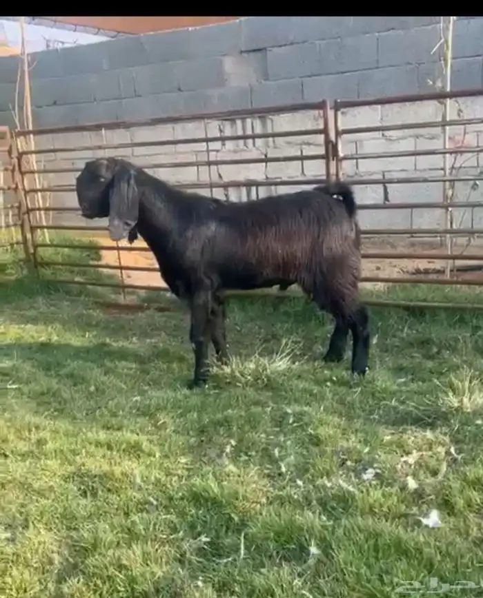 تيس قبرصي جذع 0