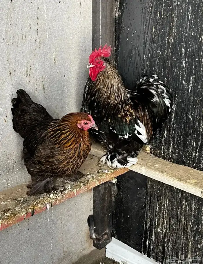 دجاج كوشن فاخر 0