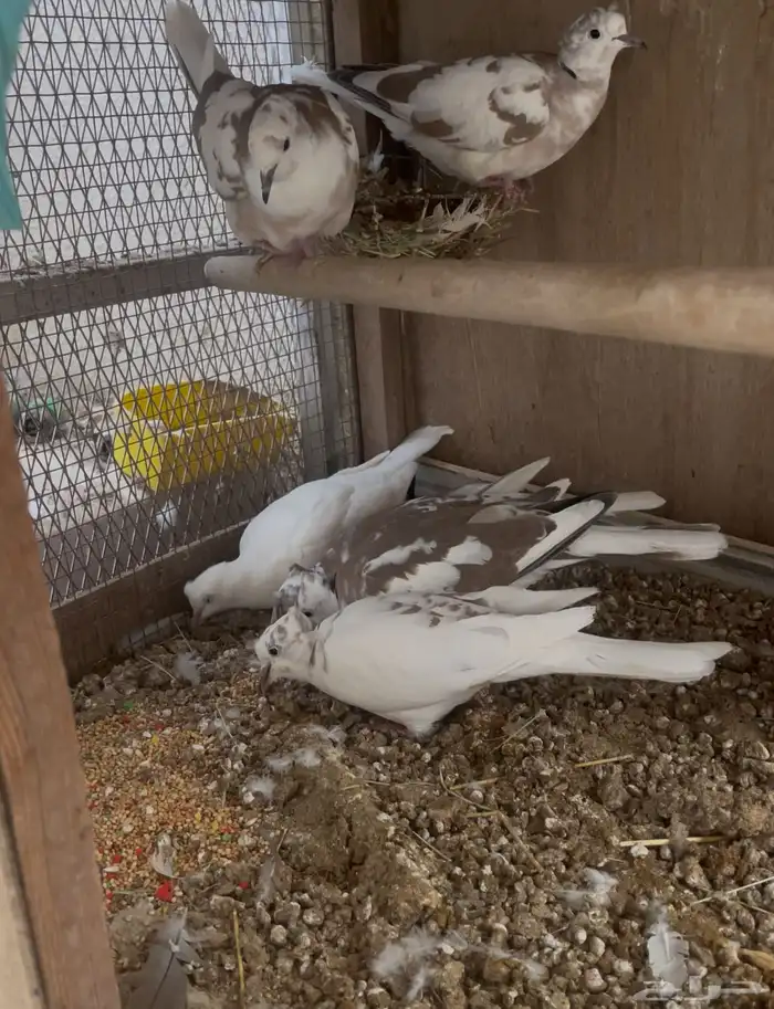 للبيع حمام قماري هولندي 0