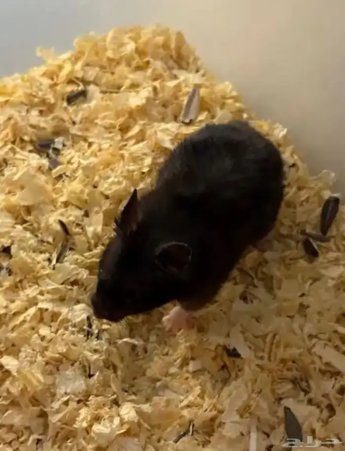 هامستر لتبني 0