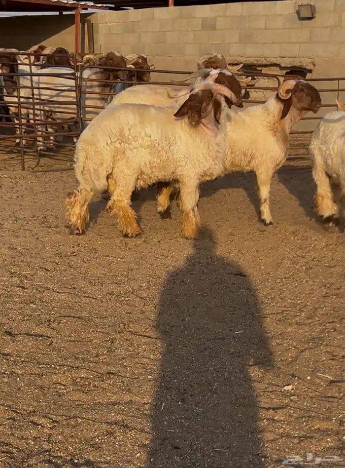 جدعان نعيم صنف للبيع 4