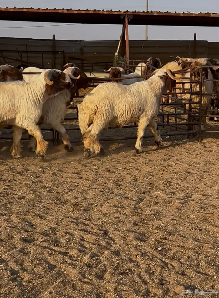 جدعان نعيم صنف للبيع 5