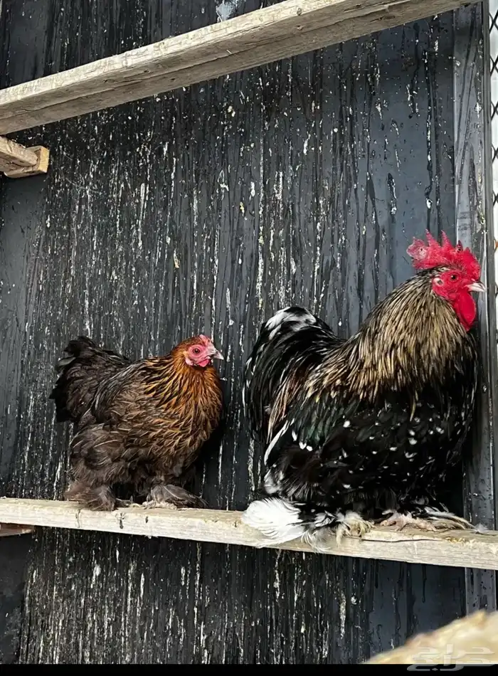 دجاج كوشن فاخر 1