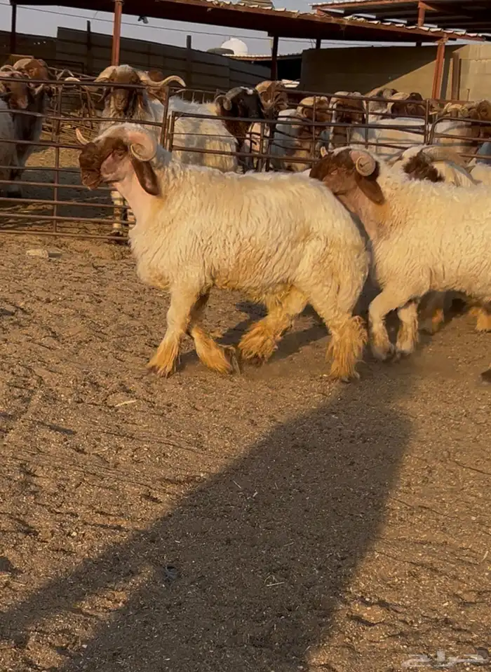 جدعان نعيم صنف للبيع 6