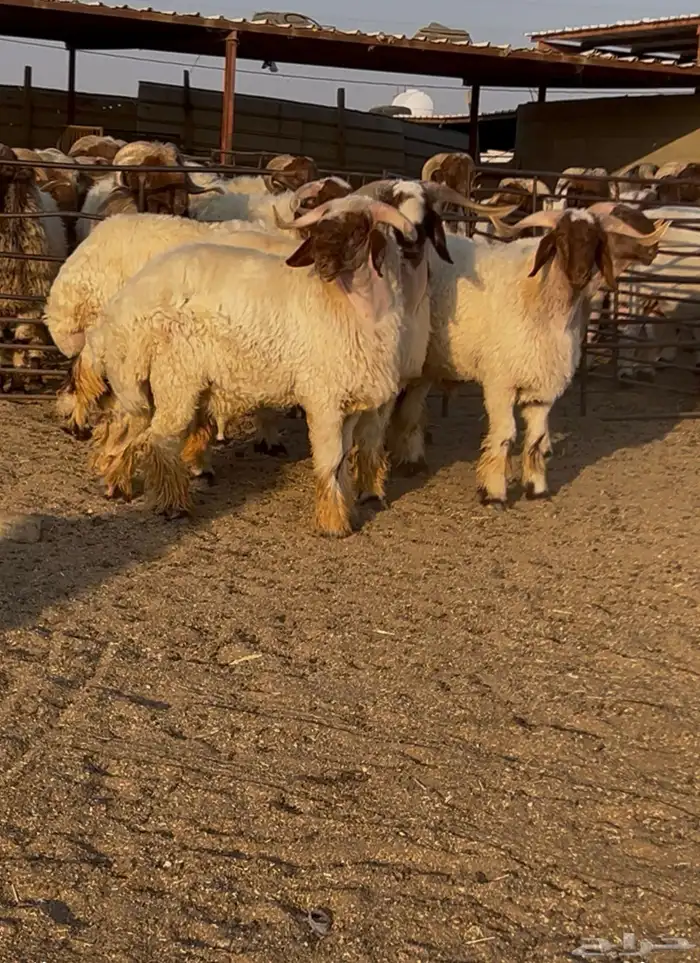 جدعان نعيم صنف للبيع 3