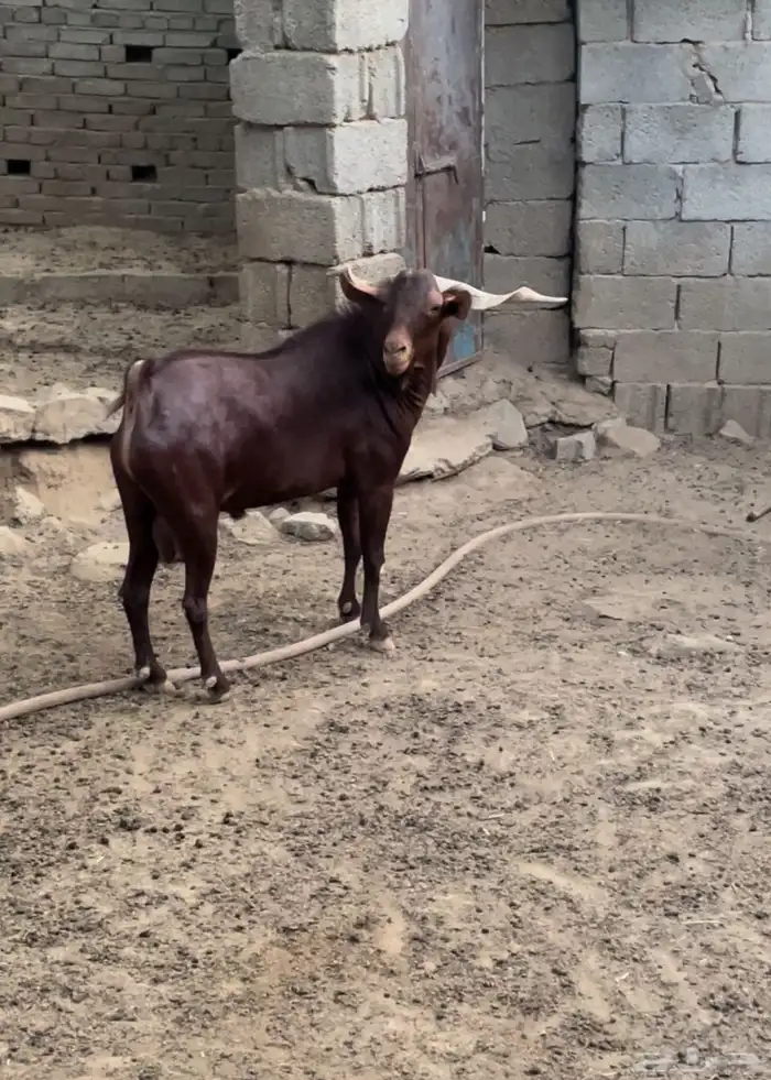 تيس ادهم محايلي 1