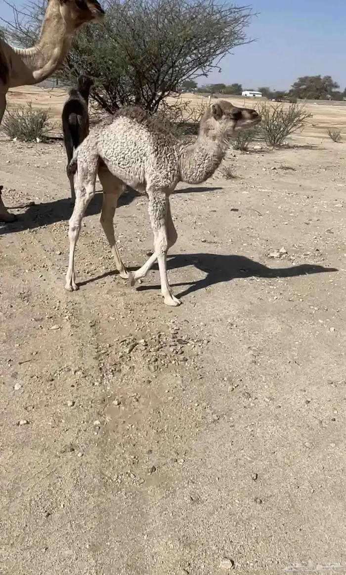 ناقه للبيع 2