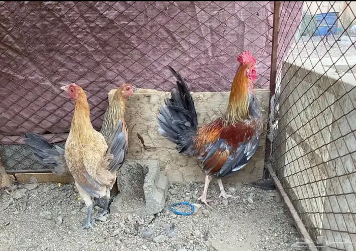 سلام اعرض لكم دجاج عربي 1