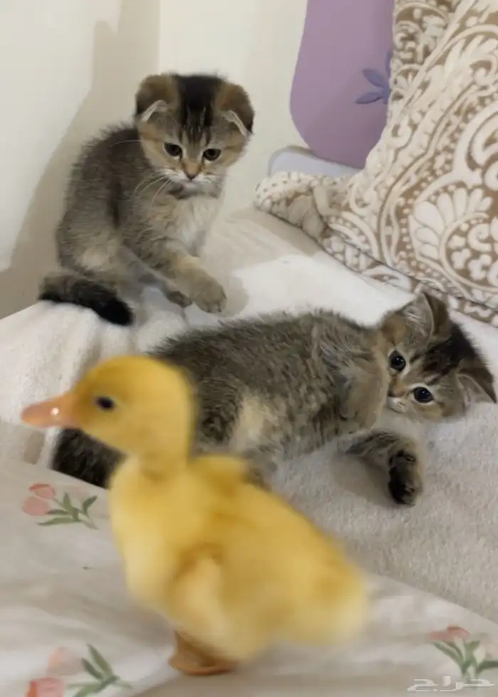 قطط سكوتش فولد للبيع 3