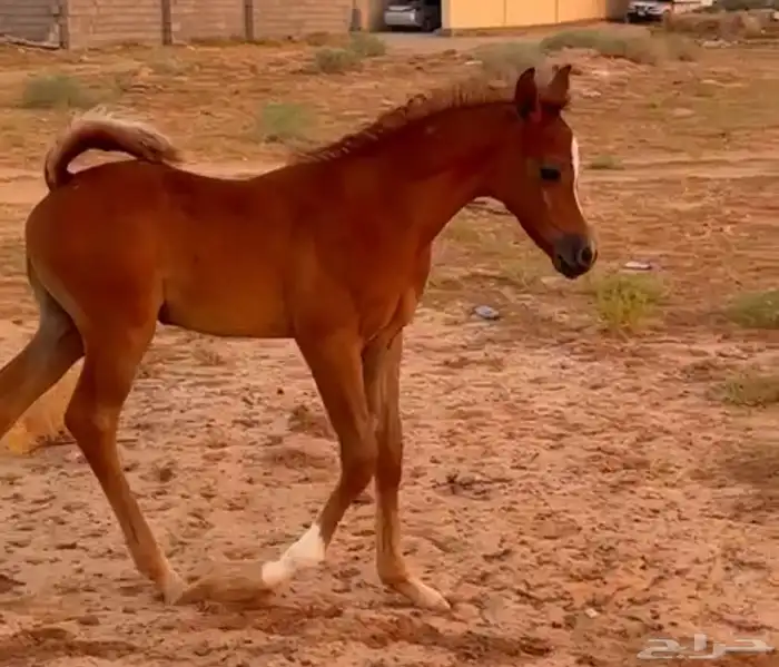 الفحل فيكتور الخالد متاح للتشبيه للواهو و الشعبي 6