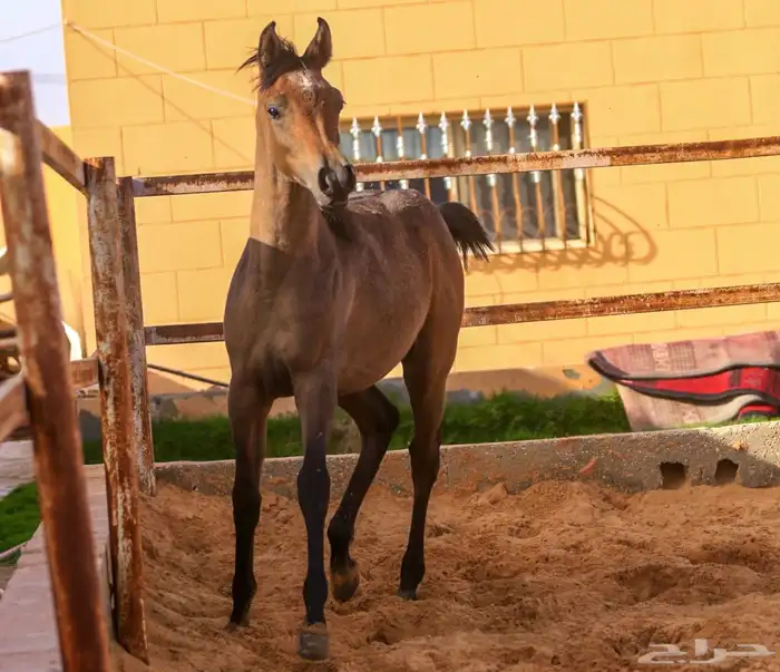 الفحل فيكتور الخالد متاح للتشبيه للواهو و الشعبي 8