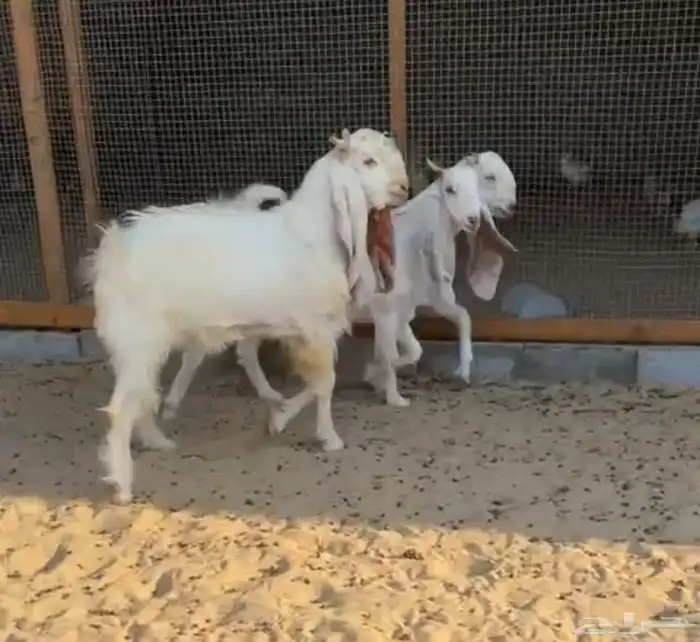 معزه جدعات طيبات 3