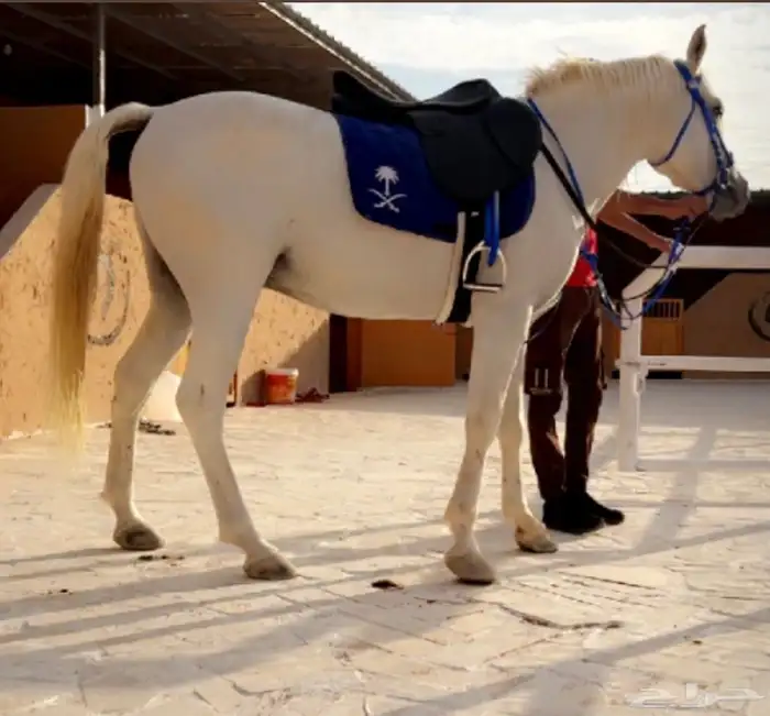 اسطبل للايجار اليومي   تدريب   ايواء ( ) 0