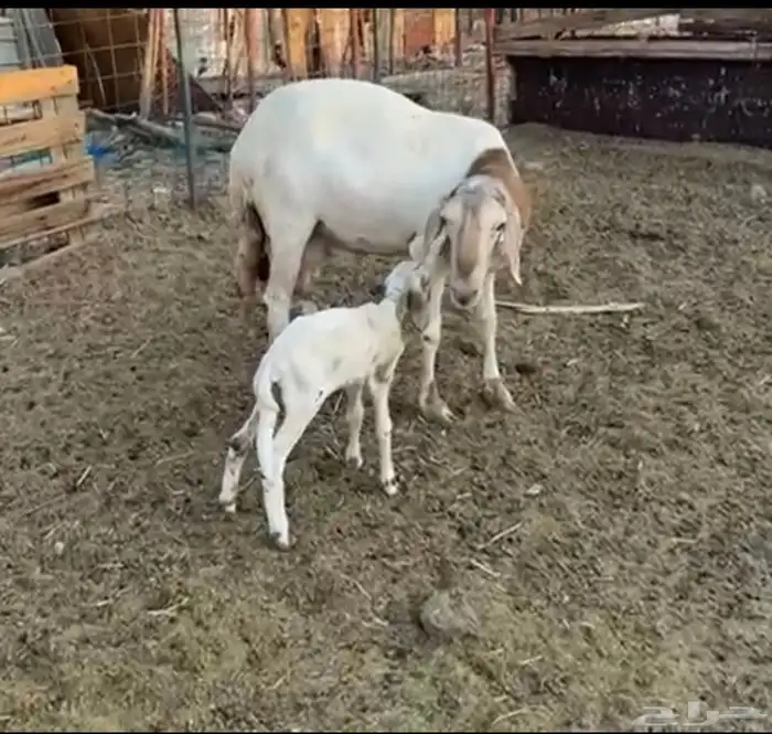 نعجه سواكنيه معها رخل سن و ديس السن جامع دوبها 0