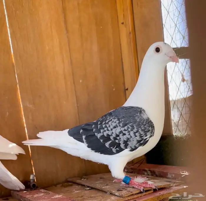 حمام زاجل سباق جان اردن 6